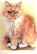 <strong>Mr Shier's cat</strong>