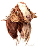 <strong>Rupert</strong>