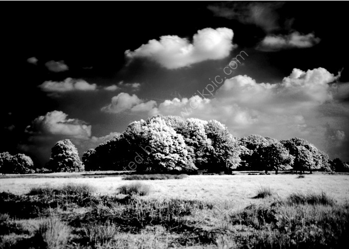 Infra Red 9826