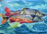 Carp