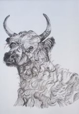 Chillingham Bull