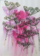 Cow Parsley on Pink