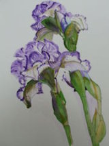 Iris Splendour