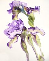 Iris's