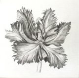 Pencil Parot Tulip