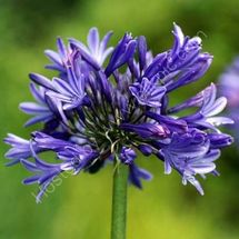 Agapanthus 2