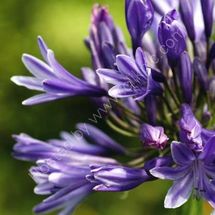 Agapanthus 1