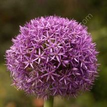 Allium