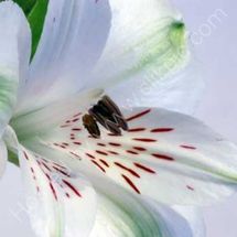 Alstroemeria