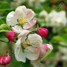 Apple Blossom