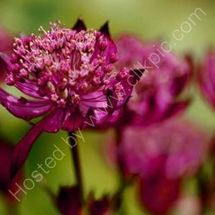 Astrantia