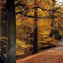 Autumn Beech, Alderley Edge