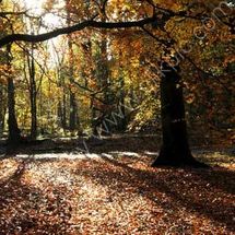 Autumn Sunlight, Alderley Edge