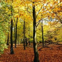 Golden Trees