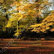 Colours of Autumn, Alderley Edge