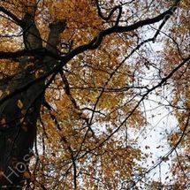 Through the Beeches, Alderley Edge