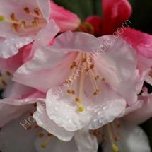 Azalea