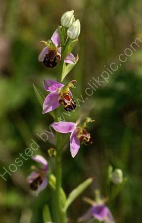 Bee Orchid