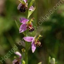 Bee Orchid