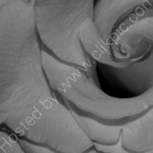 Rose in Black and White