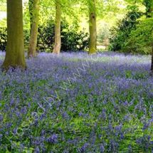 Bluebell Woods