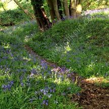 Walk in the Bluebell Wood