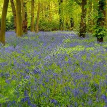 Bluebell Woods 2
