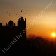 Coming into Roost