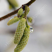 Catkin Droplet