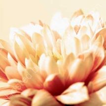 Petals in Sepia