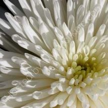 Inner Chrysanthemum