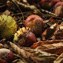 Conkers