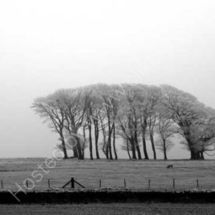 Copse in the Frost