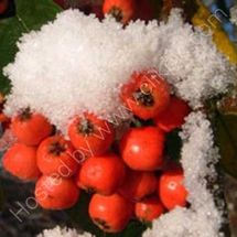 Snow on Cotoneaster Berries