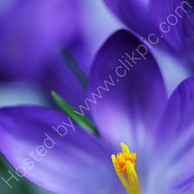 Crocus 2