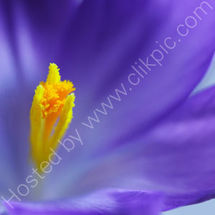 Crocus 3