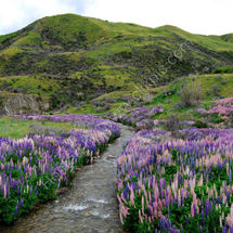 Lupins