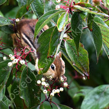 Chipmunk filling its cheeks with berries