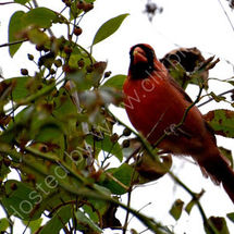 Northern Cardinal