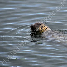 Grey Seal in Hyannis Harbor