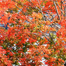Fall Colours