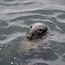 Grey Seal