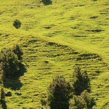 Typical Grassy Scene
