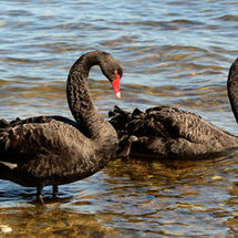 Native Black Swans
