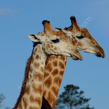 Giraffs