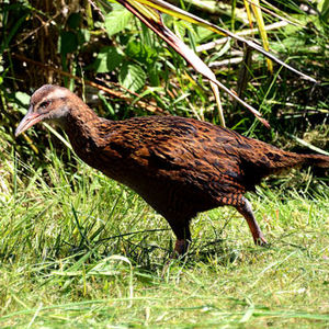 A Weka
