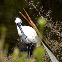 Spoonbill