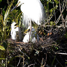 Great White Heron on Nest