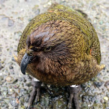 Kea, Mountain Parrot