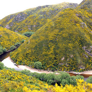 Gorse and Broom along The Taieri Gorge